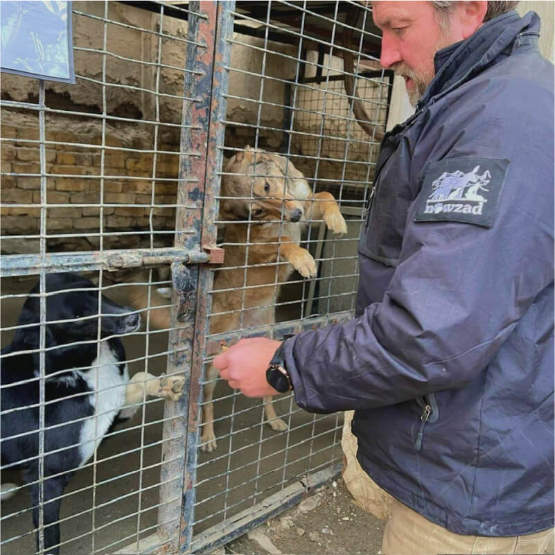 Nowzad dogs